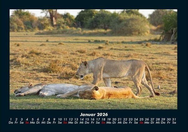 Produktbild: L&ouml;wen in der Wildnis 2026 Fotokalender DIN A4