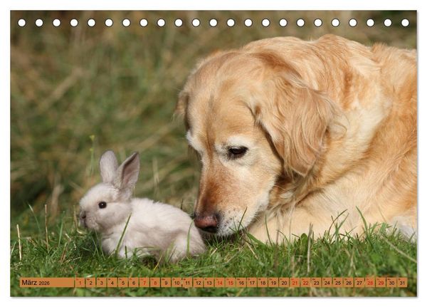 Produktbild: Tierkinder klein und s&uuml;&szlig; (Tischkalender 2026 DIN A5 quer), CALVENDO Monatskalender