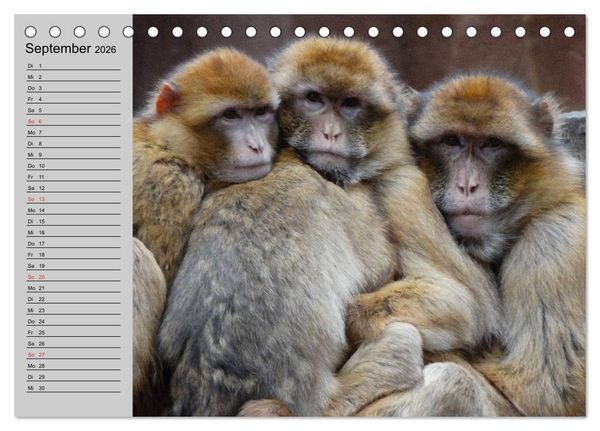Produktbild: Faszination Affen. Kobolde zum Verlieben (Tischkalender 2026 DIN A5 quer), CALVENDO Monatskalender