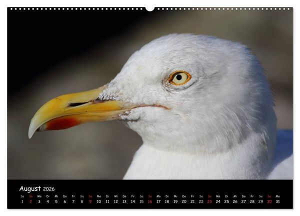 Produktbild: V&ouml;gel der Nordseek&uuml;ste (Wandkalender 2026 DIN A2 quer), CALVENDO Monatskalender