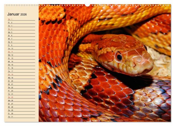 Produktbild: Reptilien. Schlangen, Echsen und Co. (Wandkalender 2026 DIN A2 quer), CALVENDO Monatskalender