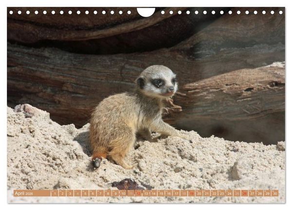 Produktbild: Erdm&auml;nnchen Familienbande (Wandkalender 2026 DIN A4 quer), CALVENDO Monatskalender