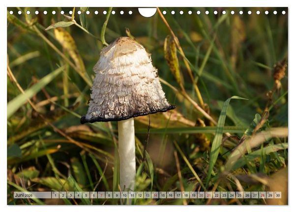 Produktbild: Waldpilz-Impressionen (Wandkalender 2026 DIN A4 quer), CALVENDO Monatskalender