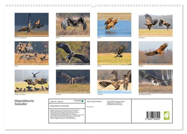 Produktbild: Majest&auml;tische Seeadler (hochwertiger Premium Wandkalender 2026 DIN A2 quer), Kunstdruck in Hochglanz
