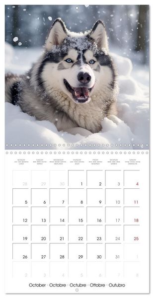 Produktbild: Husky obsession (Wall Calendar 2026 12 &times; 12 Inch) CALVENDO 12 Month Wall Calendar