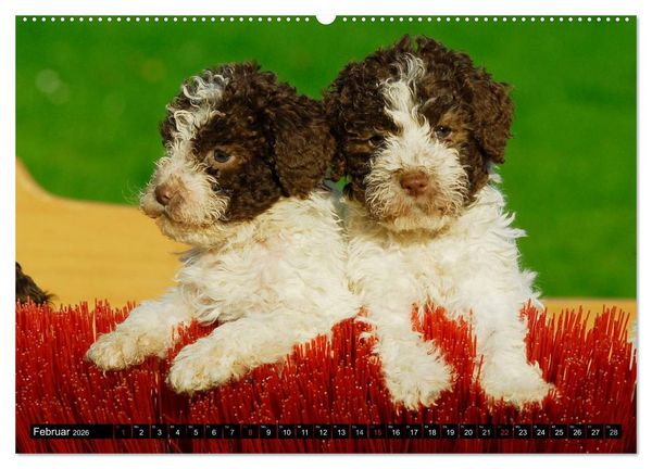 Produktbild: Lagotto Romagnolo - Italienischer Tr&uuml;ffelhund (hochwertiger Premium Wandkalender 2026 DIN A2 quer), Kunstdruck in Hochglanz