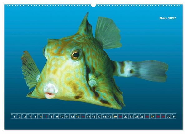 Produktbild: Unterwasser-Galerie (hochwertiger Premium Wandkalender 2027 DIN A2 quer), Kunstdruck in Hochglanz