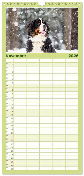 Produktbild: Familienplaner 2026 - Berner Sennenhunde - Traumhunde mit Charme mit 5 Spalten (Wandkalender, 21 x 45 cm) CALVENDO