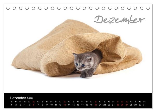 Produktbild: Katzenbabys (Tischkalender 2026 DIN A5 quer), CALVENDO Monatskalender