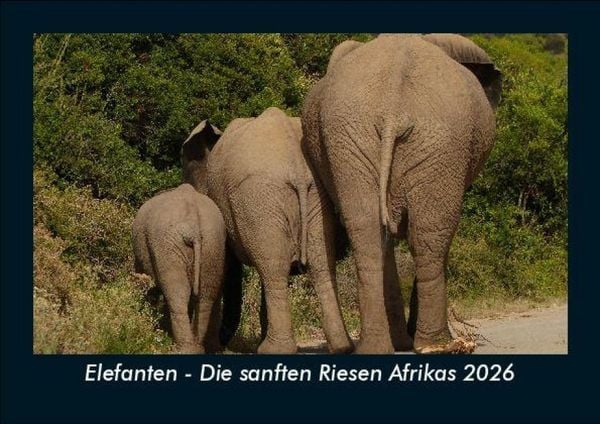 Produktbild: Elefanten - Die sanften Riesen Afrikas 2026 Fotokalender DIN A5