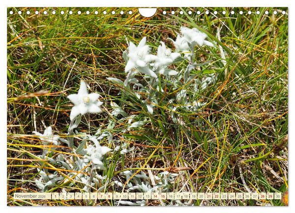 Produktbild: Edelwei&szlig; - Wahrzeichen der Alpen (Wandkalender 2026 DIN A4 quer), CALVENDO Monatskalender