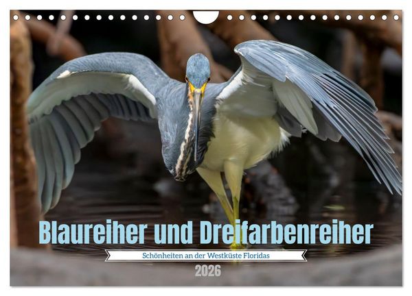 Blaureiher und Dreifarbenreiher (Wandkalender 2026 DIN A4 quer), CALVENDO Monatskalender