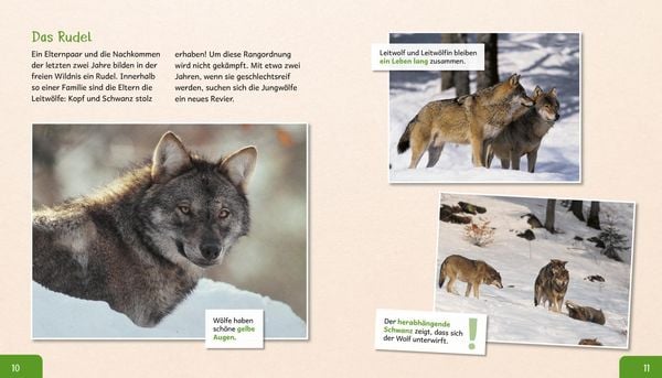 Produktbild: Meine gro&szlig;e Tierbibliothek: Der Wolf