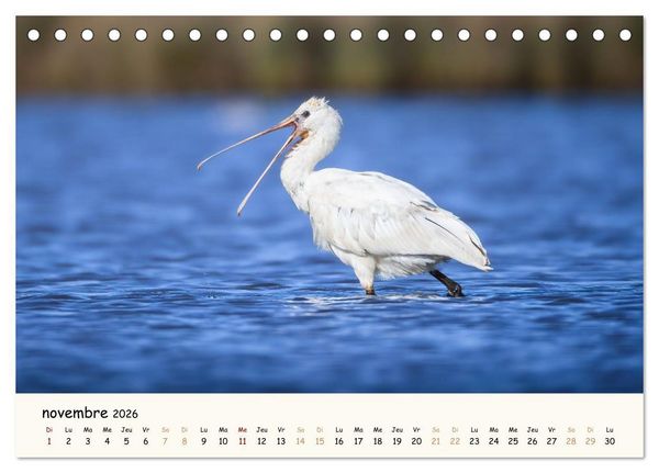 Produktbild: Chuchotements d'ailes - Une ann&eacute;e dans l'intimit&eacute; des oiseaux (Calendrier de bureau 2026 DIN A5 vertical), CALVENDO calendrier mensuel