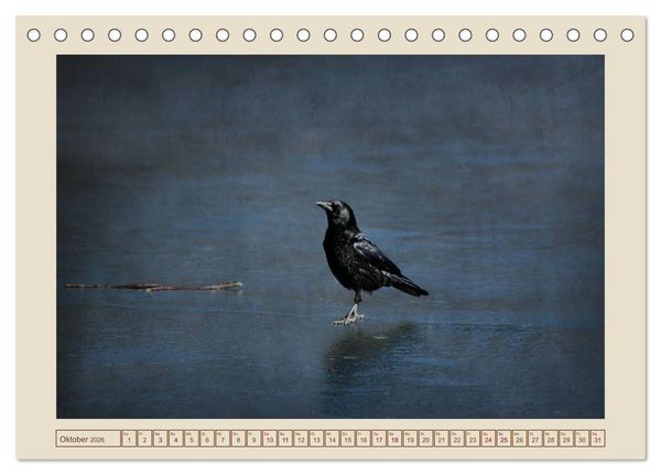 Produktbild: V&ouml;gel am Chemnitzer Schlossteich (Tischkalender 2026 DIN A5 quer), CALVENDO Monatskalender