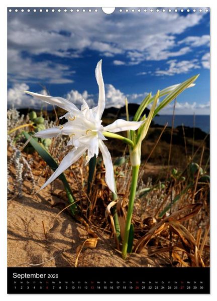 Produktbild: WILDBLUMEN (Wandkalender 2026 DIN A3 hoch), CALVENDO Monatskalender