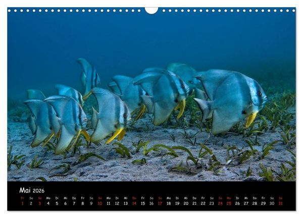 Produktbild: Die Welt unter Wasser (Wandkalender 2026 DIN A3 quer), CALVENDO Monatskalender