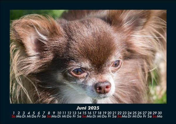 Produktbild: Hundezauber 2025 Fotokalender DIN A5