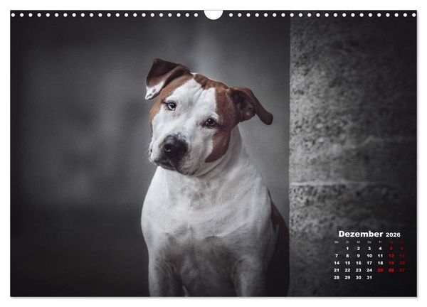 Produktbild: Listenhunde - mehr als nur eine Kategorie (Wandkalender 2026 DIN A3 quer), CALVENDO Monatskalender