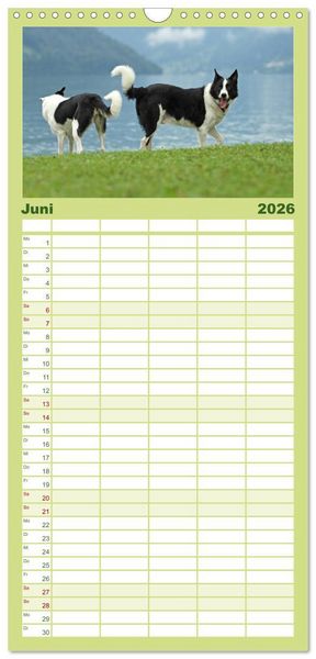 Produktbild: Familienplaner 2026 - Der Bordercollie-Kalender mit 5 Spalten (Wandkalender, 21 x 45 cm) CALVENDO