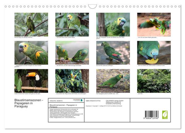 Produktbild: Blaustirnamazonen - Papageien in Paraguay (Wandkalender 2026 DIN A3 quer), CALVENDO Monatskalender