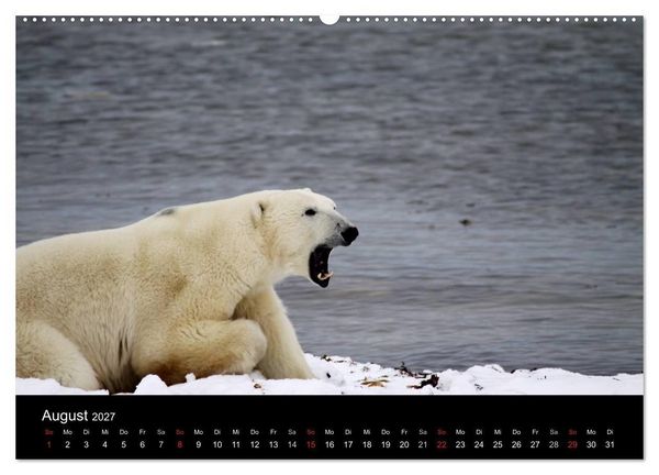 Produktbild: Arktische Tr&auml;ume - Eisb&auml;ren in Kanada (Wandkalender 2027 DIN A2 quer), CALVENDO Monatskalender