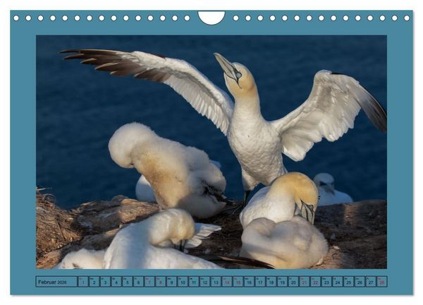 Produktbild: Helgoland und seine Basst&ouml;lpel (Wandkalender 2026 DIN A4 quer), CALVENDO Monatskalender