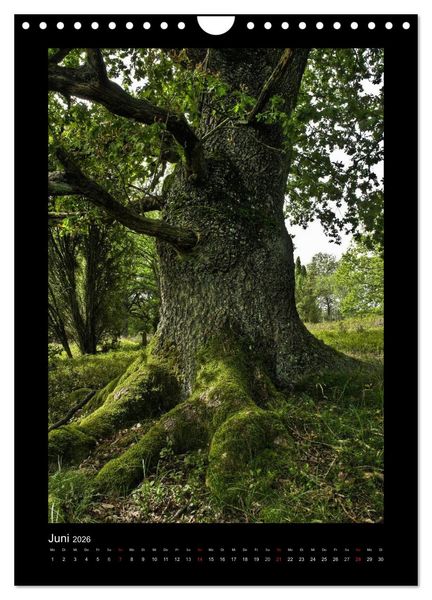 Produktbild: Mythos Baum / 2026 (Wandkalender 2026 DIN A4 hoch), CALVENDO Monatskalender