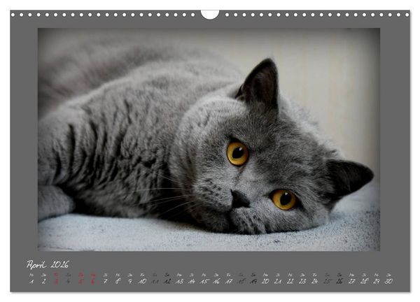 Produktbild: GRAUE ENGEL Britischkurzhaar-Katzen (Wandkalender 2026 DIN A3 quer), CALVENDO Monatskalender