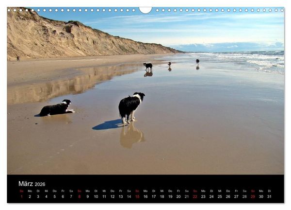 Produktbild: Border Collies machen Urlaub in D&auml;nemark (Wandkalender 2026 DIN A3 quer), CALVENDO Monatskalender