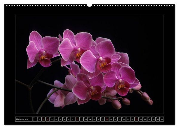 Produktbild: Orchideen 2026 (hochwertiger Premium Wandkalender 2026 DIN A2 quer), Kunstdruck in Hochglanz