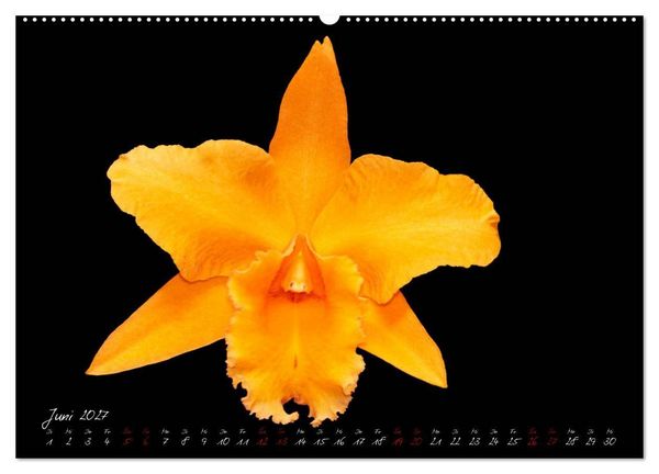 Produktbild: Leuchtende Cattleyen (Wandkalender 2027 DIN A2 quer), CALVENDO Monatskalender