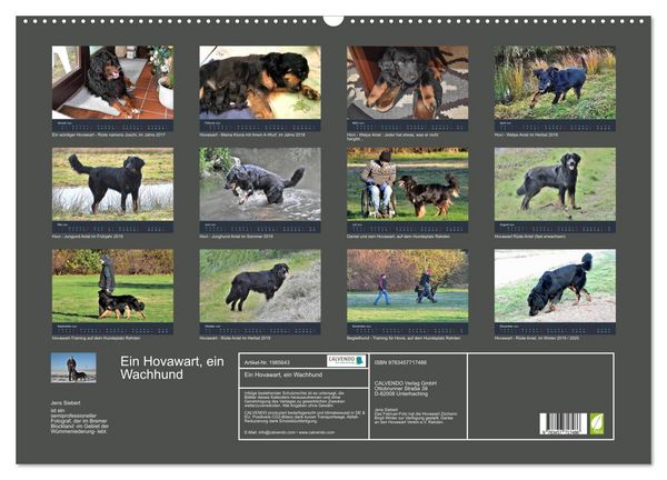 Produktbild: Ein Hovawart, ein Wachhund (Wandkalender 2026 DIN A2 quer), CALVENDO Monatskalender