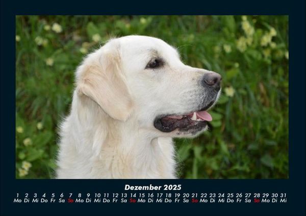 Produktbild: Hundezauber 2025 Fotokalender DIN A4