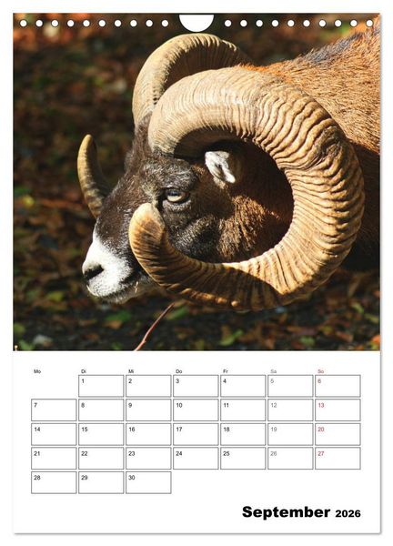 Produktbild: Einzigartiges Heidenheim (Wandkalender 2026 DIN A4 hoch), CALVENDO Monatskalender