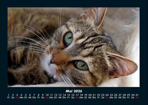 Produktbild: F&uuml;r Katzenfreunde 2026 Fotokalender DIN A4