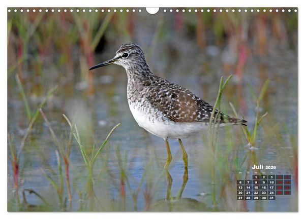 Produktbild: Limikolen - Watv&ouml;gel Europas (Wandkalender 2026 DIN A3 quer), CALVENDO Monatskalender