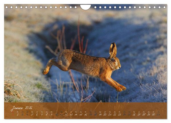 Produktbild: Feldhasen in H&ouml;chstform (Wandkalender 2026 DIN A4 quer), CALVENDO Monatskalender