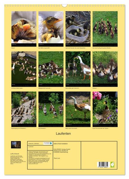 Produktbild: Laufenten (Wandkalender 2026 DIN A2 hoch), CALVENDO Monatskalender