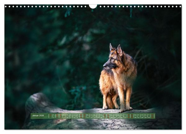Produktbild: H&uuml;tehunde - H&uuml;ter der Herzen (Wandkalender 2026 DIN A3 quer), CALVENDO Monatskalender