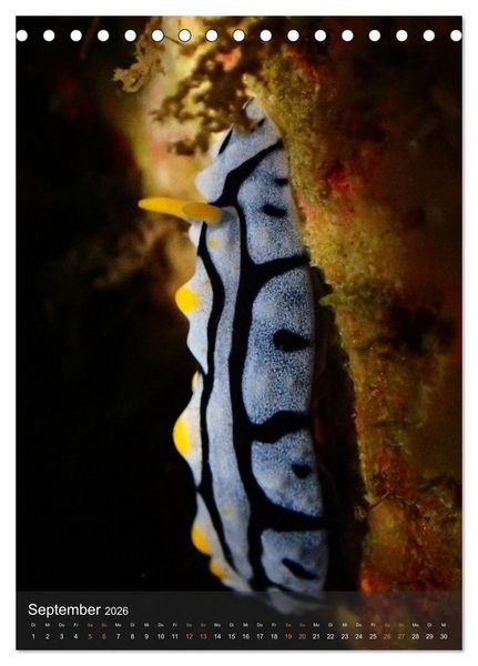Produktbild: Nudibranches Meeresnacktschnecken aus Nord-Sulawesi (Tischkalender 2026 DIN A5 hoch), CALVENDO Monatskalender