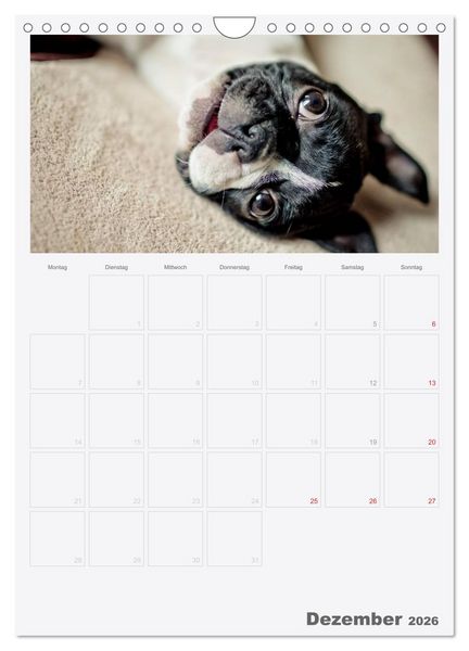 Produktbild: Boston Terrier der Hund 2026 (Wandkalender 2026 DIN A4 hoch), CALVENDO Monatskalender