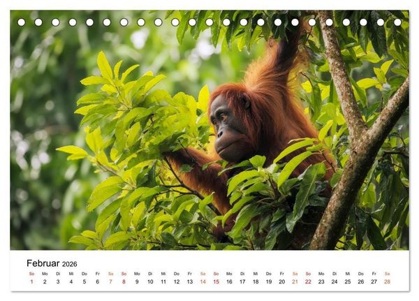 Produktbild: Orang Utans - Leben in den Baumkronen (Tischkalender 2026 DIN A5 quer), CALVENDO Monatskalender