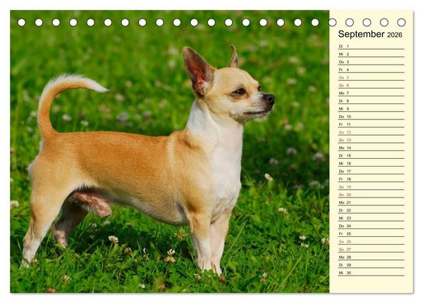Produktbild: Chihuahua - Kleine Hunde ganz gro&szlig; (Tischkalender 2026 DIN A5 quer), CALVENDO Monatskalender