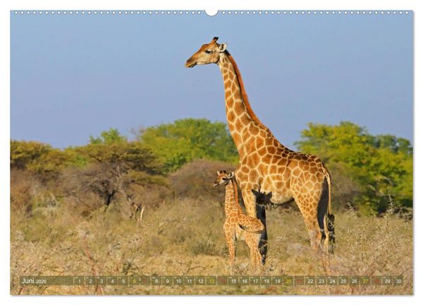Produktbild: Giraffen - Sanftheit und Anmut (hochwertiger Premium Wandkalender 2026 DIN A2 quer), Kunstdruck in Hochglanz