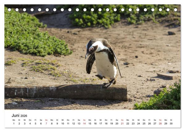Produktbild: S&uuml;dafrika - Eine beeindruckende Tierwelt (Tischkalender 2026 DIN A5 quer), CALVENDO Monatskalender