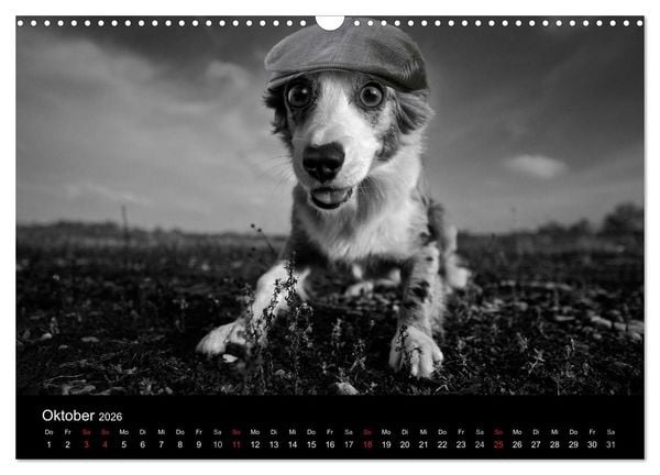 Produktbild: H&uuml;tehunde (Wandkalender 2026 DIN A3 quer), CALVENDO Monatskalender