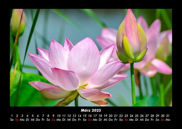 Produktbild: Pflanzen und Bl&uuml;ten 2025 Fotokalender DIN A3