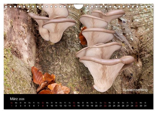 Produktbild: Pilzkalender (Wandkalender 2026 DIN A4 quer), CALVENDO Monatskalender
