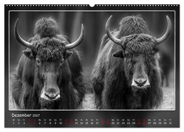 Produktbild: Tieren ins Gesicht geschaut (Wandkalender 2027 DIN A2 quer), CALVENDO Monatskalender